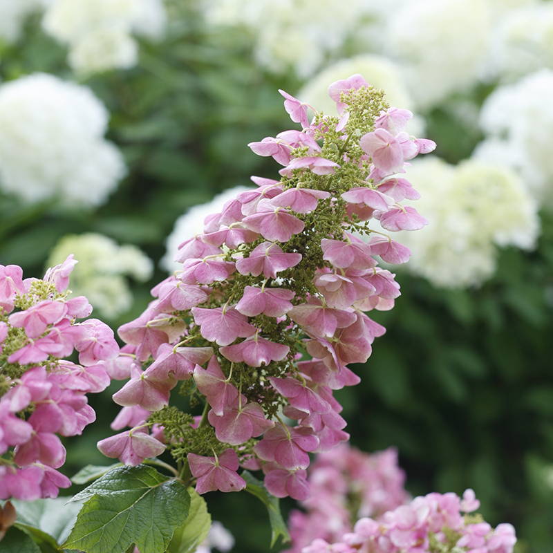 hydrangea様 リクエスト 3点 まとめ商品 Endless Summer Hydrangea – LandscapeDirect